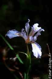 calif-iris